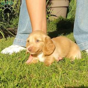 Teddy boy- Mini, Dachshund Puppy